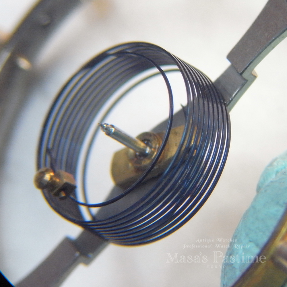 レピーヌ　ヒゲゼンマイ